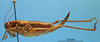 CollectionObject 1536696; bf9293c8-9694-4b52-a62f-2f72b6f373a7: female, lateral view (paratype). (CollectionObject).