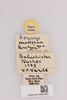 CollectionObject 2052750; NHMUK015982493, 53b40ec7-d0d6-4076-8409-d799fc21b94e: labels (paratype). (CollectionObject).