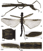 CollectionObject 1589260; db8e5c87-ccc9-4e45-bdbf-d82042280354: copyright CZMA. male (holotype). (CollectionObject).