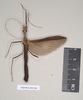 CollectionObject 1561422; b86d2261-af7b-42b9-8c07-f19c627f1212: copyright Natural History Museum, London. male (holotype). (CollectionObject).
