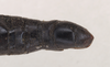 CollectionObject 1559939; NHMUK(SF IMPORT DUPLICATE) 845283, ffe8ccdc-bd45-469a-a9cd-2cf4a2ee2091: copyright Natural History Museum, London. female: end of abdomen, dorsal view of Anisomorpha semele (holotype). (CollectionObject).