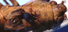 CollectionObject 1522436; ed652627-2d71-4133-a167-01c939da764d: male pronotum and stridulatory apparatus (holotype). (CollectionObject).