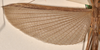 CollectionObject 1562038; 57e02023-3a6b-407c-8fdb-bfa549597c7a: copyright OUMNH. female wings (holotype). (CollectionObject).