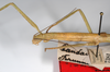 CollectionObject 1559583; 5adf3712-9882-4218-99e1-9c2178f55104: copyright ZHMB, Berlin. female; head & thorax, lateral view (syntype). (CollectionObject).;CollectionObject 1559584; cd52ee9d-327c-45ee-9b2f-9a0c9d7cc06e: copyright ZHMB, Berlin. female; head & thorax, lateral view (syntype). (CollectionObject).