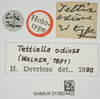 CollectionObject 1477370; c6033290-4ffa-46ad-bb21-8bc098733b77, NHMUK010924422: female (holotype), labels. (CollectionObject).