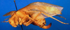 CollectionObject 1500584; 16f21c47-3291-4ec1-a0db-b944c50caf0f, DORSA BTplasemHTF: female, lateral view (holotype). (CollectionObject).