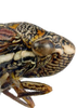 Head: Head and thorax in lateral view. Mexico, 16 mi N of Jimenez, OSAC. (Observation).