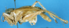 CollectionObject 1578135; d84b4097-3d20-4ef7-aa66-8a0bb64fa51f: male, lateral view. (CollectionObject).