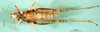 CollectionObject 1584524; 9d619361-9954-4d9a-8e2b-944952c0cd83: female, ventral view (paratype). (CollectionObject).