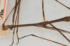 CollectionObject 1561486; 84de75f7-3ddd-4fad-bc3b-5110126516be: copyright USNM, Washington. (CollectionObject).;CollectionObject 1561487; 8a7175af-94a1-4785-9985-6015bda31578: copyright USNM, Washington. (CollectionObject).