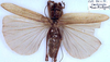 CollectionObject 1531898; 81ac4214-7d41-4be0-823f-1afc1d1a21f3: female (holotype). (CollectionObject).