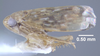 Habitus, lateral view: !! display not done !! on Xestocephalus similis Peters, 1933: (Observation).