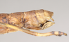 CollectionObject 1557222; NHMUK(SF IMPORT DUPLICATE) 845112, dfab928e-c74c-485d-b0ea-87ae5987a766: copyright Natural History Museum, London. female: end of abdomen, lateral view of synonym Perlamorphus hieroglyphicus (syntype). (CollectionObject).