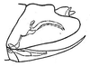 Pygofer, lateral view: !! display not done !! on Prescottia lobata (Van Duzee, 1894): genital capsule, laterally. (Observation).