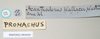 CollectionObject 1560285; c42665e7-922a-4a4e-bc70-12928f7e520e: copyright Natural History Museum, London. female, data labels [round label reversed] (syntype). (CollectionObject).;CollectionObject 1560286; 3e34dd6f-f719-45b4-b973-e3a6199c4aaf: copyright Natural History Museum, London. female, data labels [round label reversed] (syntype). (CollectionObject).