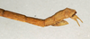 CollectionObject 1558842; NMW 772', d1ab91fc-fc78-4fd0-90c9-ac68e758e829: copyright NMW, Vienna. male: end of abdomen, lateral view (syntype). (CollectionObject).