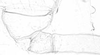 Stylus.: !! display not done !! on Aphis (Aphis) oestlundi Gillette, 1927: apterous viviparous female: First marginal tubercle and coxa of A. oestlundi. (Observation).