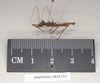 Ommatopseudes harmani (Brock, 1995): copyright Natural History Museum, London. male, lateral view (paratype). (Otu).