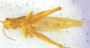 CollectionObject 1499379; 7c51828c-b01b-41ef-bf39-75276d63148d: male, ventral view (holotype). (CollectionObject).