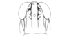 Ronderosia gracilis (Bruner, 1911): Fig. 2O. male, head, frontal view. (Otu).