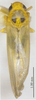 Habitus, dorsal view on Anufrievia broka Sohi & Mann, 1992: (Observation).