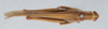 CollectionObject 2868646; CNCI 981655, 12768310-4382-4b10-835f-5b7cf50deedc: Schistocerca pallens. Dorsal view. (CollectionObject).
