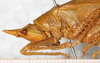 CollectionObject 1576551; 58b2ad51-08f4-4b40-b351-d67ec76056cd: female, head and pronotum, lateral view (paralectotype). (CollectionObject).