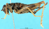 CollectionObject 1543087; e9bad412-8db4-4928-8e1a-95a2dc47c040: female, lateral view (holotype). (CollectionObject).