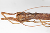 CollectionObject 1559087; NMW 216, 1d2ad33e-903b-4178-9a0a-f130a5b84d6b: copyright NMW, Vienna. female: head, dorsal view (syntype). (CollectionObject).