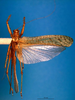 CollectionObject 1501715; 5bc1caee-ffd2-4306-9285-45c027a4fdee: female, dorsal view. (CollectionObject).