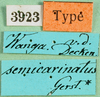 CollectionObject 1501315; 031c7b33-85fd-41d7-86b1-ce4668ad8c46: labels (syntype). (CollectionObject).