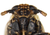 Head: !! display not done !! on Phyllodinus nervatus Van Duzee, 1897: (Observation).