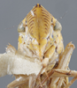 Head on Draeculacephala inscripta Van Duzee, 1915: Head/Face. (Observation).