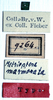 CollectionObject 1532071; fdbcf561-3b7a-40b7-a12a-873c015467af: labels (syntype). (CollectionObject).