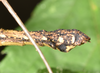 Neooxyartes zomproi Ho, 2018: copyright Paul D. Brock. male: end of abdomen, lateral view; culture stock ex. Vietnam: Phong Dien NP. (Otu).