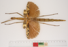 CollectionObject 1556986; a064686b-9915-47f2-84ce-d268d70e60c6: copyright ZMUH, Hamburg. female, dorsal view (syntype). (CollectionObject).