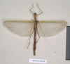CollectionObject 1563897; f705f437-bad1-41fd-acc8-863f03dff2e0: copyright Natural History Museum, London. female (paralectotype). (CollectionObject).;CollectionObject 1563898; 1d1172e3-5c6c-4e2e-80eb-12dffc110707: copyright Natural History Museum, London. female (paralectotype). (CollectionObject).