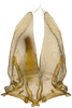 Subgenital plate, ventral view on Andanus bimaculatus Linnavuori, 1959: ventral view. (Observation).