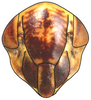 Head on Achaeticina Emeljanov, 1962: Achaetica anabasidis, face (INHS). (Observation).