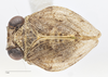 Habitus, dorsal view on Exortus punctifer (Walker, 1851): (Observation).