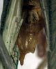 Parascopioricus lancifolius (Brunner von Wattenwyl, 1895): apex of abdomen of male (syntype?). (Otu).
