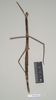 CollectionObject 1558126; NHMUK(SF IMPORT DUPLICATE) 844529, f17eebe6-fbee-4f8b-8d6d-e9faec8489db: copyright Natural History Museum, London. female (holotype). (CollectionObject).