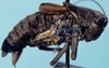CollectionObject 1522429; 92392db6-ffec-4366-ae2b-4beb28222085: male, lateral view (syntype or lectotype). (CollectionObject).