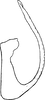Aedeagus, lateral view: Aedeagus, lateral view. (Observation).