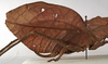 CollectionObject 1534527; 41ac8955-1ede-4e52-805b-eb9ceed225cd: female, lateral view (syntype). (CollectionObject).