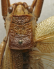 CollectionObject 1535917; 79e04f77-f881-4dab-b6d2-3e0663f30d90: female pronotum, dorsal view (allotype). (CollectionObject).