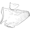 Pygofer, lateral view on Coganoa asiatica Dworakowska, 1979: Pygofer, lateral view. (Observation).