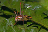 CollectionObject 1536678; c177a79b-a0a5-49a9-878f-d8e4659513fc, CH1415: male. (CollectionObject).