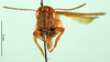 Eucoptacra minima Ramme, 1941: male, frontal view (holotype). (Otu).