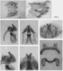 Melanoplus yarrowii (Thomas, 1875): male genitalia. (Otu).
